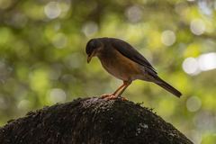 Turdus pelios