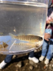 Etheostoma caeruleum