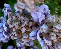 Aspalathus cephalotes