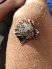 Pinctada imbricata