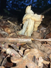 Helvella crispa