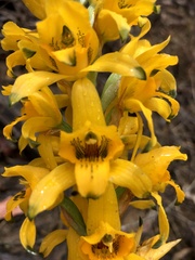 Chloraea gavilu