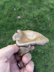 Lactarius turpis