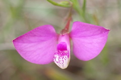 Polygala refracta