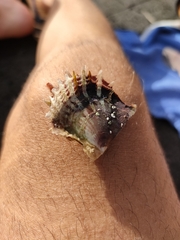 Pinctada imbricata