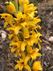 Chloraea gavilu