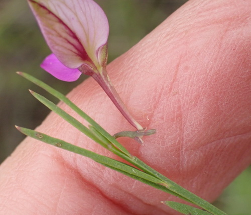 Image of Ridged Fasepea (Polygala refracta) by (c) Nicola van Berkel, some rights reserved (CC BY-SA)