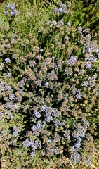 Aspalathus cephalotes