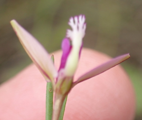 Image of Polygala refracta by (c) Nicola van Berkel, some rights reserved (CC BY-SA)
