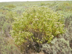 Leucadendron linifolium