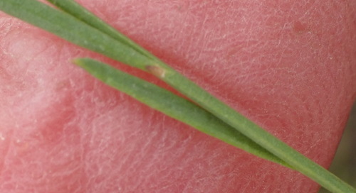 Image of Polygala refracta by (c) Nicola van Berkel, some rights reserved (CC BY-SA)