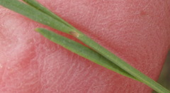 Polygala refracta