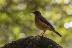 Turdus pelios