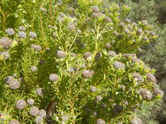 Leucadendron linifolium