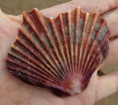 Leopecten diegensis