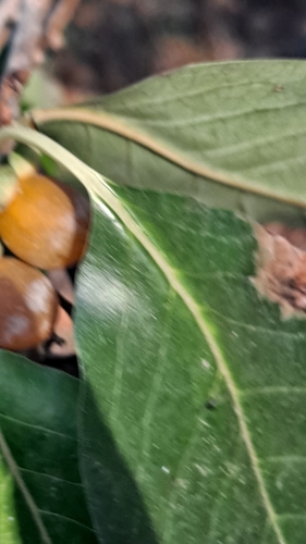 Image of Diospyros lotus by (c) Nico Hernandez, some rights reserved (CC BY)