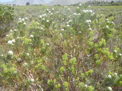 Leucadendron linifolium