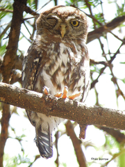 Glaucidium perlatum