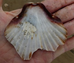 Leopecten diegensis