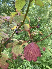 Cornus alternifolia