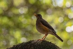 Turdus pelios