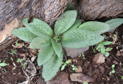 Drimiopsis