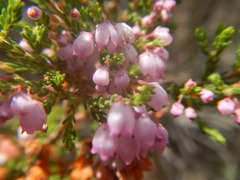 Erica mauritanica