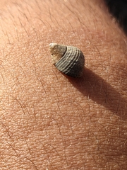 Tectarius striatus