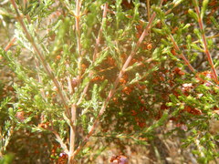 Erica mauritanica