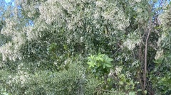 Chionanthus virginicus