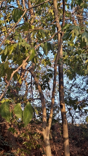 Image of Diospyros lotus by (c) Nico Hernandez, some rights reserved (CC BY)