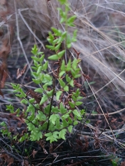 Cheilanthes viridis