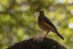 Turdus pelios