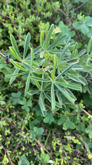 Lupinus arboreus