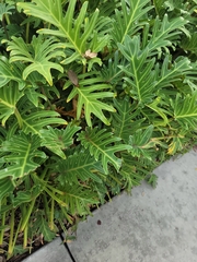 Thaumatophyllum xanadu