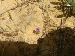 Monopsis debilis