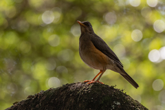 Turdus pelios
