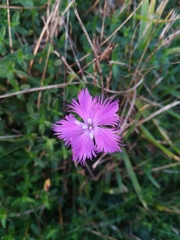 Dianthus hyssopifolius