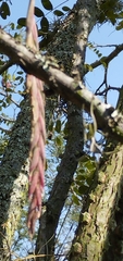 Tillandsia