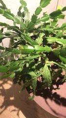 Schlumbergera truncata