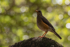 Turdus pelios