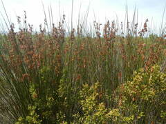 Thamnochortus insignis