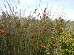 Thamnochortus insignis