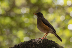 Turdus pelios