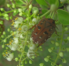 Tephraea leucomelona