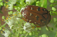 Tephraea leucomelona