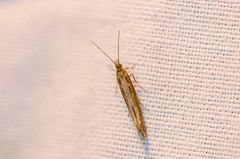Plutellidae