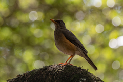Turdus pelios