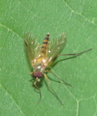 Rhagio