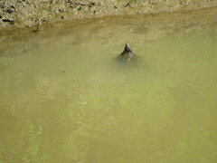 Macrochelys temminckii